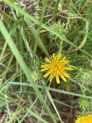 Berkheya densifolia