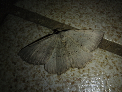 Odontognophos dumetata