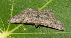 Peribatodes rhomboidaria