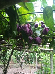Passiflora popenovii