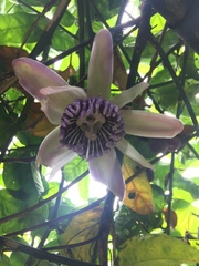 Passiflora popenovii