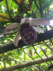 Passiflora popenovii