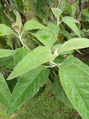 Buddleja stachyoides