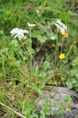 Heracleum apiifolium