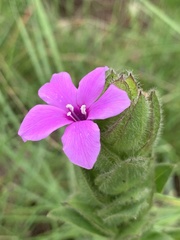 Barleria ovata