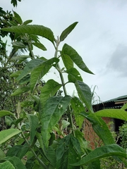 Buddleja stachyoides