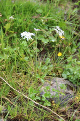 Heracleum apiifolium
