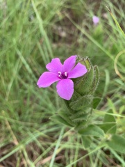Barleria ovata