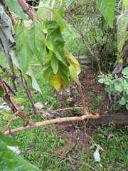 Buddleja stachyoides