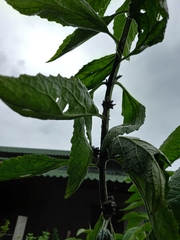 Buddleja stachyoides