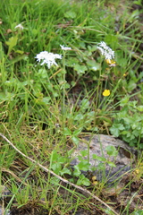 Heracleum apiifolium