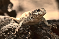 Tropidurus etheridgei