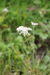 Heracleum apiifolium