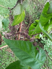 Buddleja stachyoides