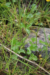 Heracleum apiifolium
