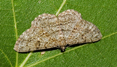 Peribatodes rhomboidaria