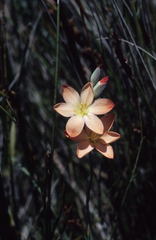Gladiolus brevitubus