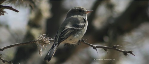Empidonax wrightii