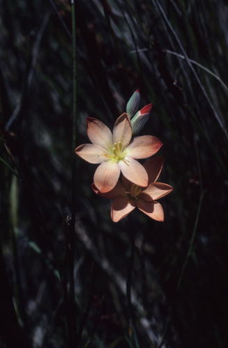 Image of Gladiolus brevitubus by (c) Tom Lloyd Evans, some rights reserved (CC BY-SA)