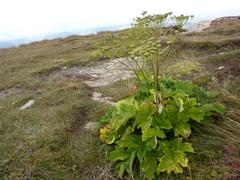 Heracleum asperum