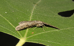 Peribatodes rhomboidaria