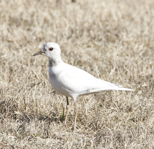 Killdeer photographed in Oklahoma