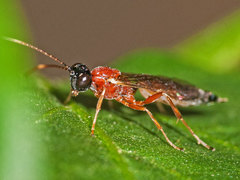 Heterischnus truncator