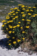 Hymenolepis crithmifolia