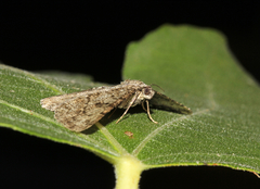 Peribatodes rhomboidaria