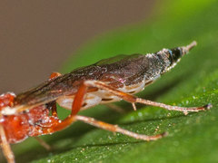 Heterischnus truncator