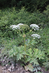 Heracleum asperum