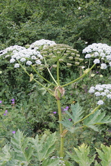 Heracleum asperum