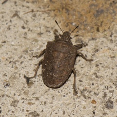 Amaurochrous cinctipes