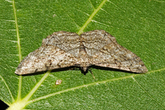 Peribatodes rhomboidaria
