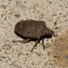 Amaurochrous cinctipes