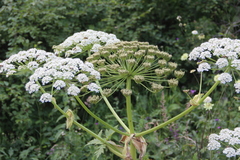 Heracleum asperum