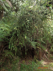 Metrosideros colensoi