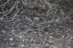 Passerella iliaca annectens