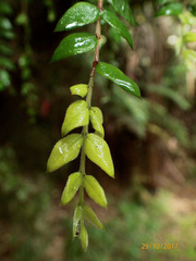 Metrosideros colensoi