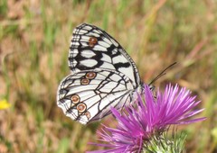 Melanargia ines
