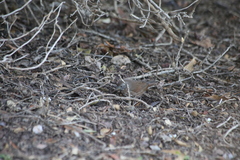 Passerella iliaca annectens