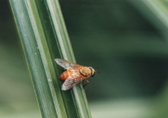 Silvius alpinus