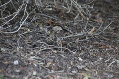 Passerella iliaca annectens