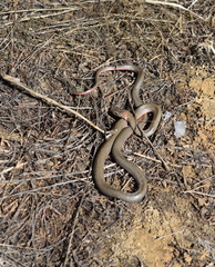 Diadophis punctatus vandenburgii