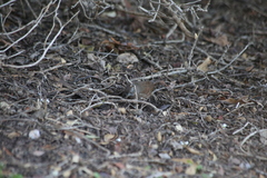 Passerella iliaca annectens