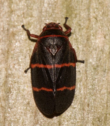 Two-lined Spittlebug