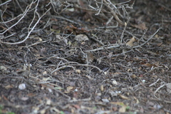 Passerella iliaca annectens