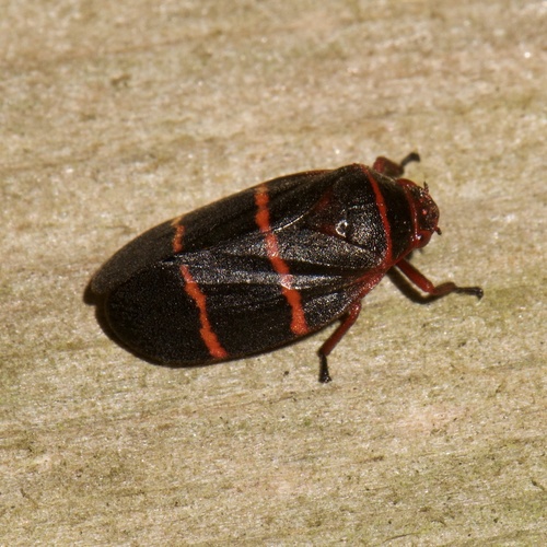 Two-lined Spittlebug