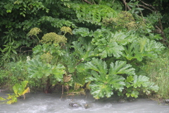 Heracleum asperum