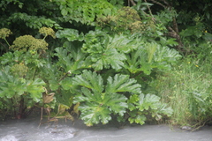 Heracleum asperum